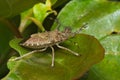 Brown marmorated stink bug (Halyomorpha halys)